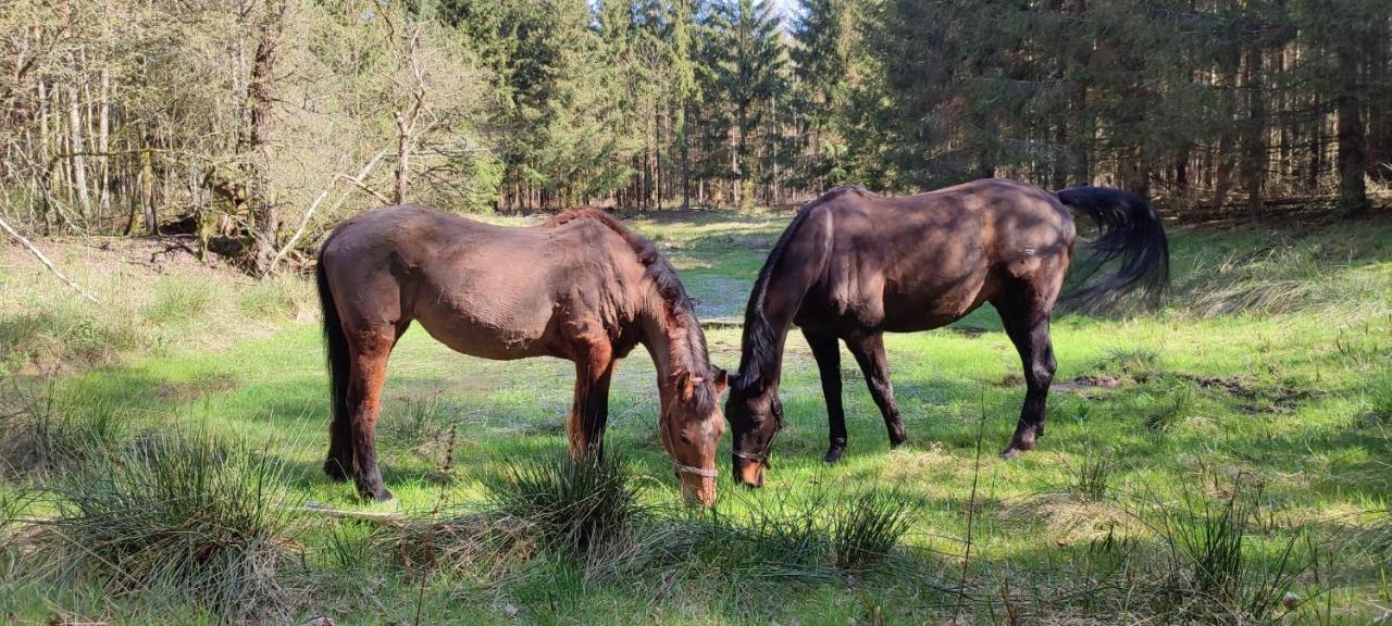 Zacisze Pod Bukami Lejlighed Gornica Eksteriør billede